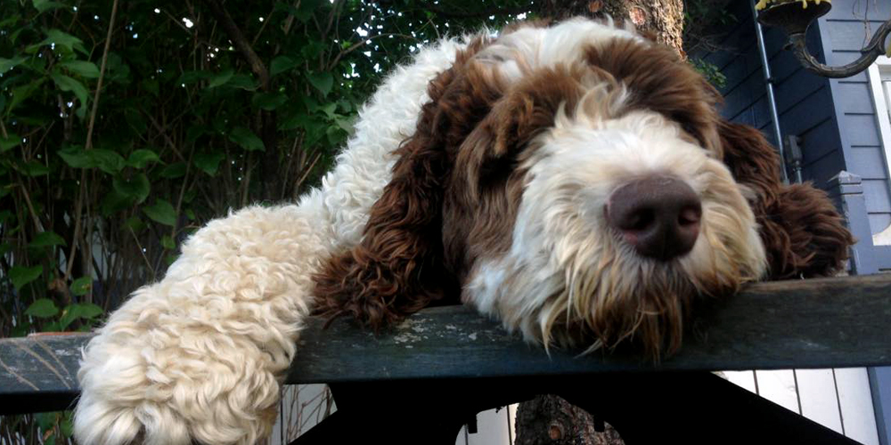 A fluffy white and brown doodle relaxes floppily on a picnic table