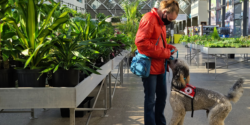 A sable poodle wearing a red training vest faces his handler. She has her long hair back in a ponytail and is wearing a black mask. She is wearing a red puffy jacket, blue jeans and has a blue purse. They are in a greenhouse and surrounded by various house plants.